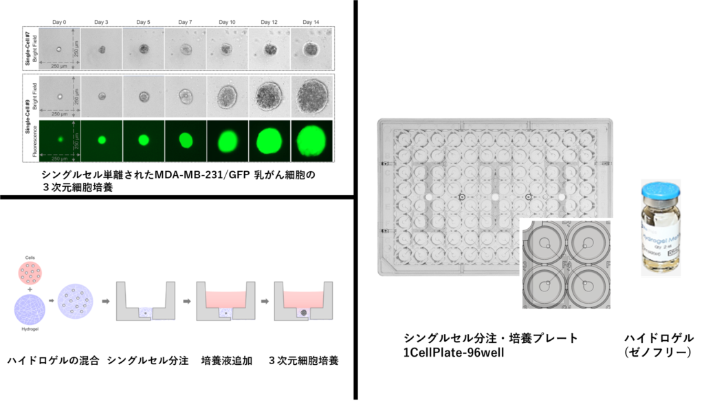 1CellAssay 3D Culture SCSCP シングルセル由来スフェロイド　クローン　スクリーニング ３次元細胞培養